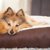 老犬の介護用ベッド┃選び方やおすすめ介護ベッドについて