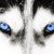 シベリアンハスキーの青い目の秘密が明らかになった！