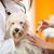狂犬病ワクチンの副作用とは？症状や接種による危険性と注意点を解説