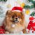 犬のクリスマスコスチュームおすすめ９選