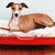 犬用ベッドを手作り！DIYの方法やアイディアを11個紹介