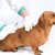 【犬の予防接種】ワクチンの種類や料金、副作用について解説