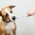 犬の歯磨きで寿命を延ばす！しないことのリスクと正しいケア方法とは