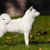北海道犬（アイヌ犬）の性格と特徴、子犬の値段や寿命、柴犬との違いまで