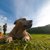 ピットブル犬（アメリカンピットブルテリア）の特徴と性格、値段や飼い方まで