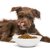 愛犬がドライフードを食べない！ご飯を食べない理由とその対処法