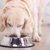 老犬の食事の変化とは？必要な栄養素や食べさせ方のコツを紹介