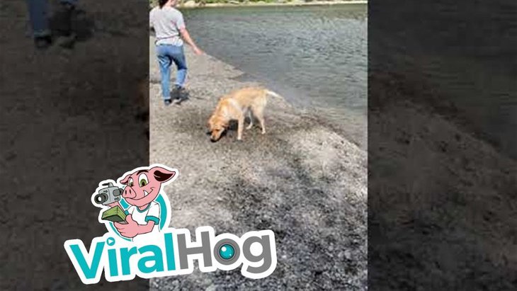 川遊びをしていたら犬が流された…慣れた川で起きた危険な事故の一部始終