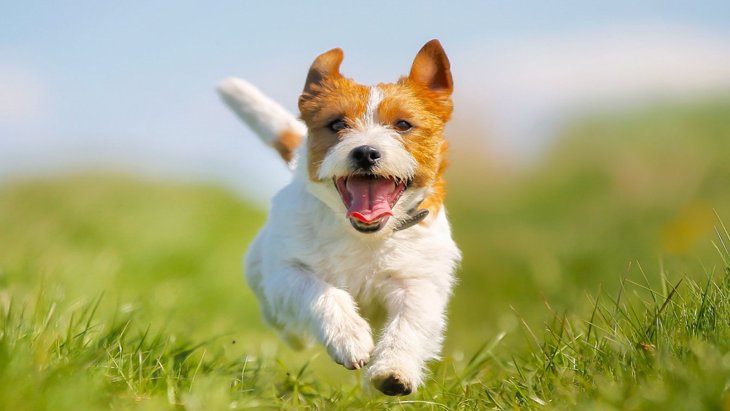 愛犬の笑顔を増やす『5つの方法』 幸せをいっぱい感じてもらうための秘訣