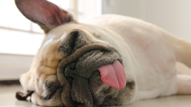 犬が舌を出しっぱなしにしている時の理由4選！注意すべき症状も