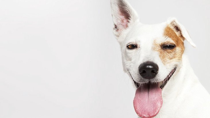 犬が『好きな音』にはこんな特徴がある！3つの好きな音と注意すべきこと