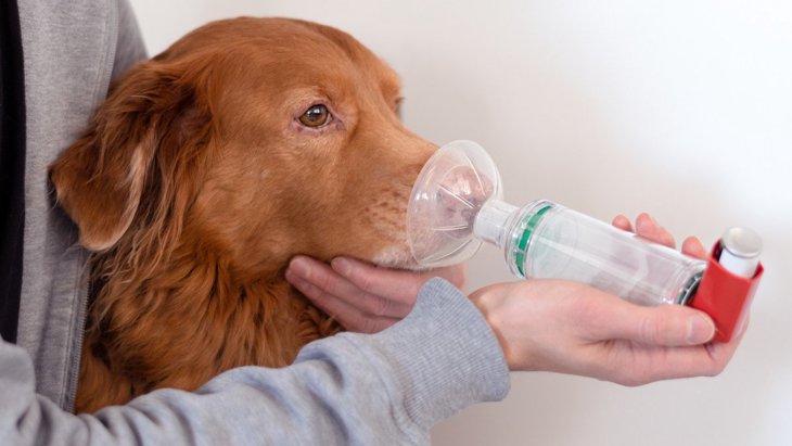 犬が風邪をひいている時の『初期症状』3つ！悪化させないための対策とは？