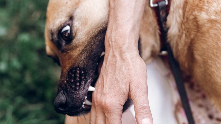 犬の『噛み癖』は直して！4つの危険な理由や甘噛みへの対処法も