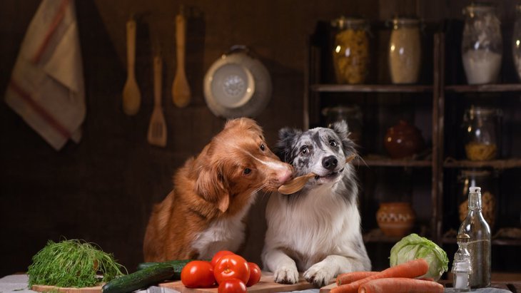 犬は食物繊維を摂取しないとどうなる？２つの不足サインとおすすめの与え方