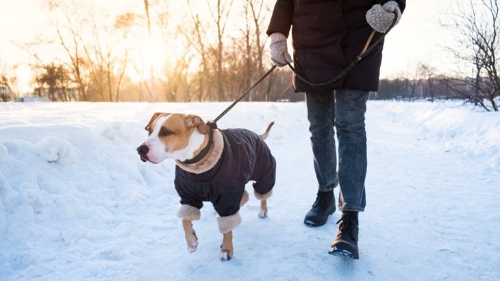犬とする『冬の散歩』での絶対NG行為5選