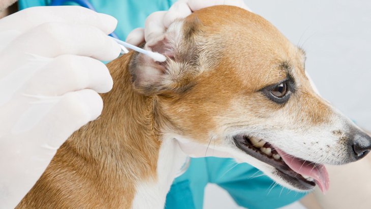 犬が「耳掃除」を嫌がる３つの理由と対処法、ポイントについて