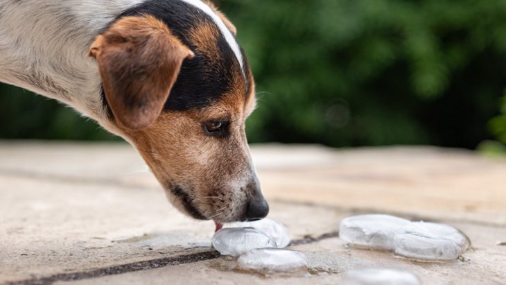 犬が『氷食症』になる原因3つ！症状や氷を与える時の注意点を解説