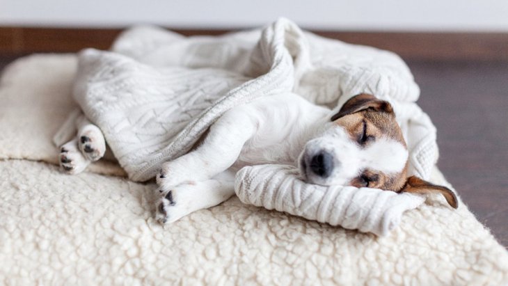 犬が不健康になる『ベッド』とは？３つのダメな条件と改善方法
