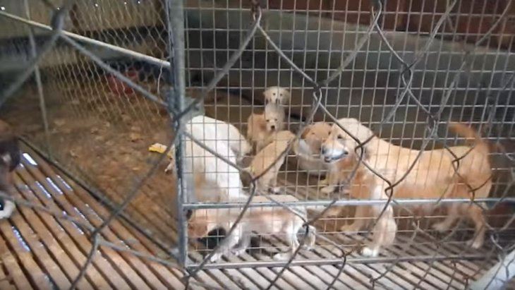 悪質ブリーダーの子犬工場から解放され幸せになった36匹の犬たち