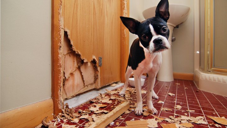 犬が物を壊す『破壊行動』をする原因4つ！主な理由とやめさせる方法