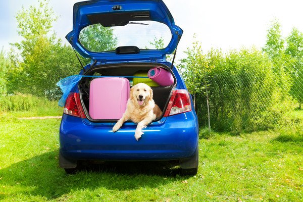 犬の車への乗せ方！安全な方法と注意点