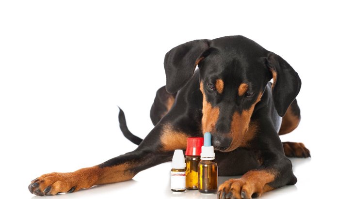 英国での調査〜問題行動に投薬治療をしている犬はどのくらいいる？