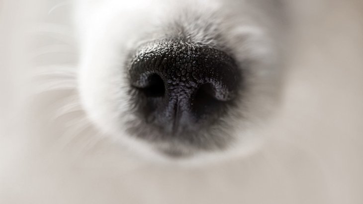 犬が新しい環境に行った時、ニオイを嗅ぎまくるのはなぜ？2つの理由を解説