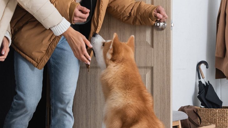犬が飼い主の帰宅時に『玄関で待っている時』の心理5つ！あなたの帰りを待つ愛犬の気持ちとは？