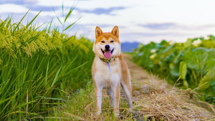 「日本犬はしつけが難しい」といわれる理由４つ