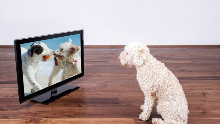 犬が留守番中に『テレビ』はつけておくべき？消しておいた方がいいの？