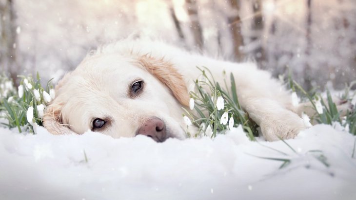 寒さは苦手だけど『雪』は大好き！犬が雪を愛する７つの理由
