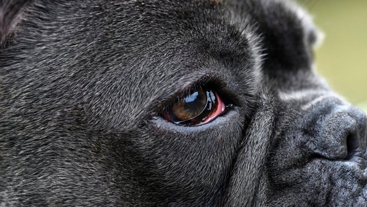 愛犬が目の病気になっている時の「初期症状」7つ！いつもと違う行動をしていませんか？