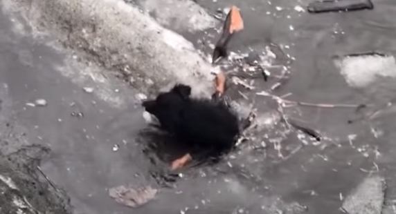 凍った川で立ち往生の小型犬。救助から逃げて水中に落ちてしまった…！