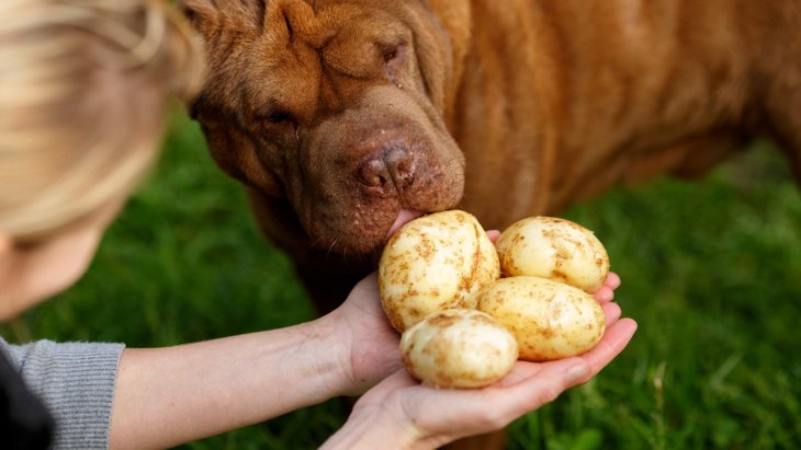 犬にじゃがいもを与える時の「ダメ行動」４つ！やってはいけない食べさせ方と正しい方法