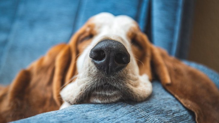 犬の『鼻』が持っている驚くべき能力３選