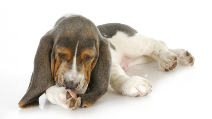 犬の『足を舐める癖』に要注意！考えられる4つの原因と適切な対策法