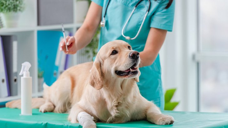 犬がかかると100％死ぬ『病気』とは？予防対策や普段から意識すべきこと