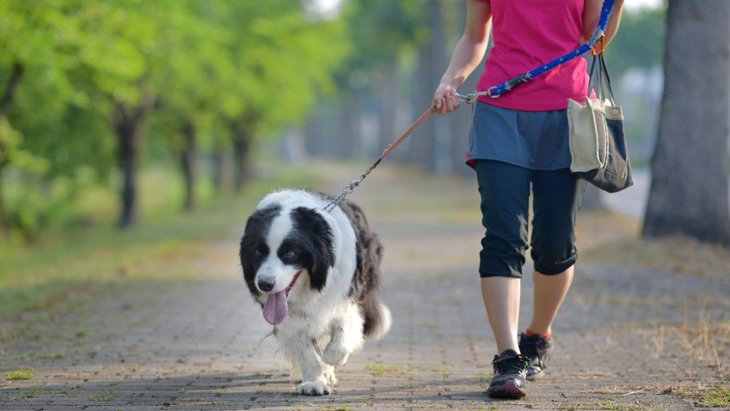 犬にとってあまり良くない『散歩の習慣』5選！おすすめの散歩法は？