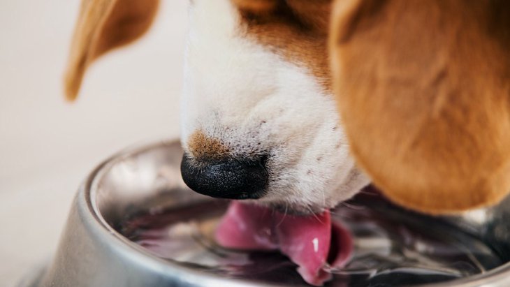 実は『犬に与えてはいけない水』がある？知らずに与えるのは危険！