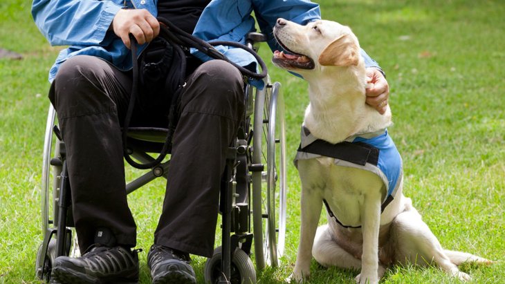 「身体障碍者補助犬」の仕事内容と人に与える効果