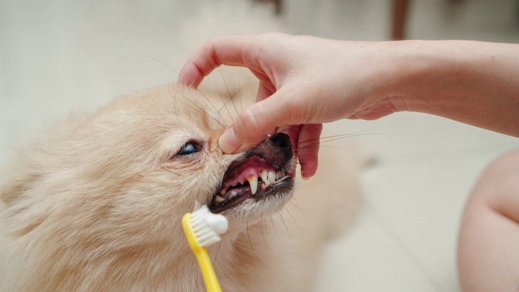 犬の歯磨きをし過ぎるとどうなる？3つのリスクと正しい頻度や歯磨き方法