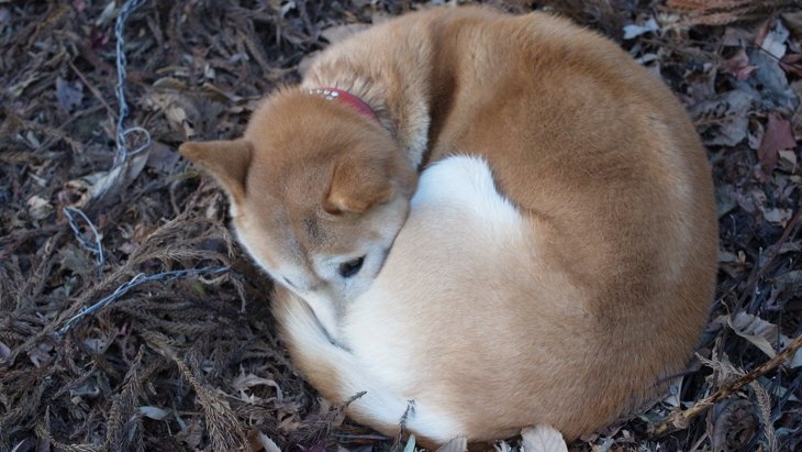 犬が丸まって眠る『ワンモナイト』が可愛すぎる♡主な心理や気を付けるべきことを解説