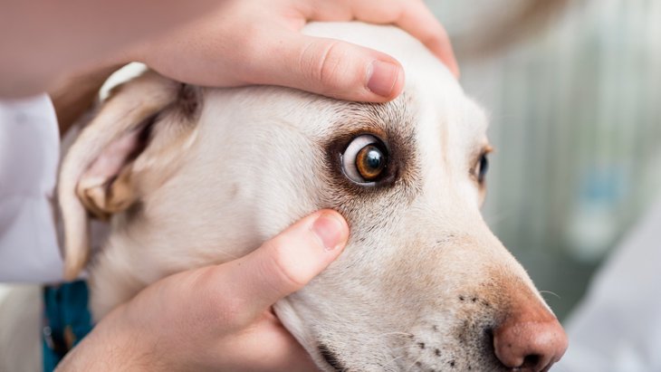 犬の目やにの原因　注意すべき病気から取り方・ケア方法を解説
