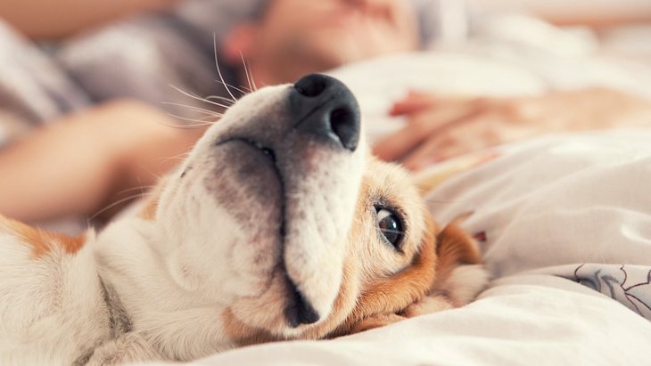 犬と一緒に寝るべきではないと言われる理由４つ！実際みんなはどうしているの？