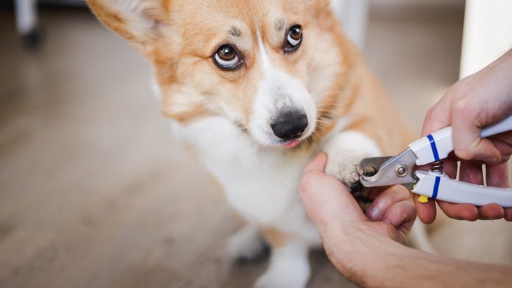 犬が苦痛を感じる「爪切りの仕方」5つ！ストレスや怪我に繋がることも
