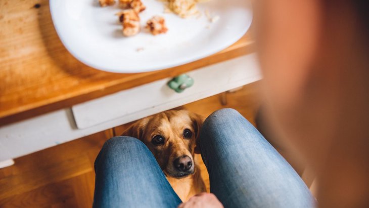 犬が飼い主の食事をジッと見つめる心理３選