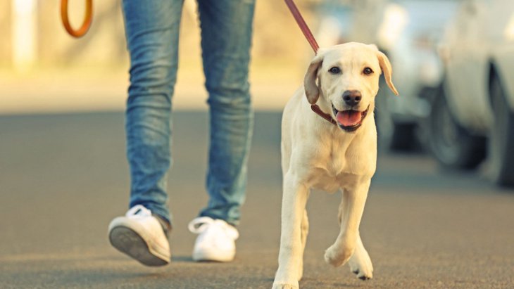 犬の散歩を適当にしてはいけない！４つのリスクと意識すべきこと