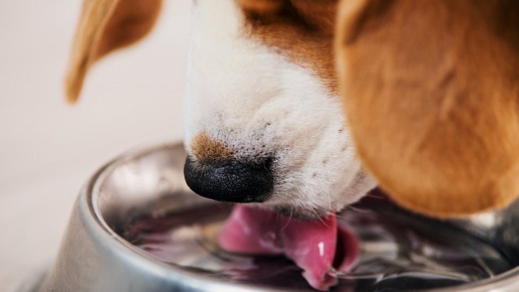 犬には水道水でも大丈夫！衛生的なメリットや与え方、注意点などを紹介