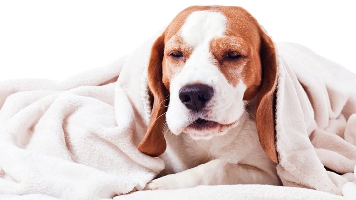 犬の『鼻水』が危険って本当！？3つの理由や対処法を解説