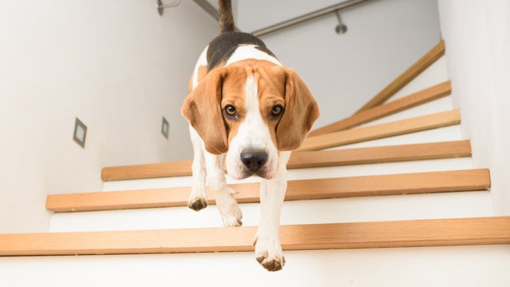 犬の「階段の上り下り」が危険な理由4選！